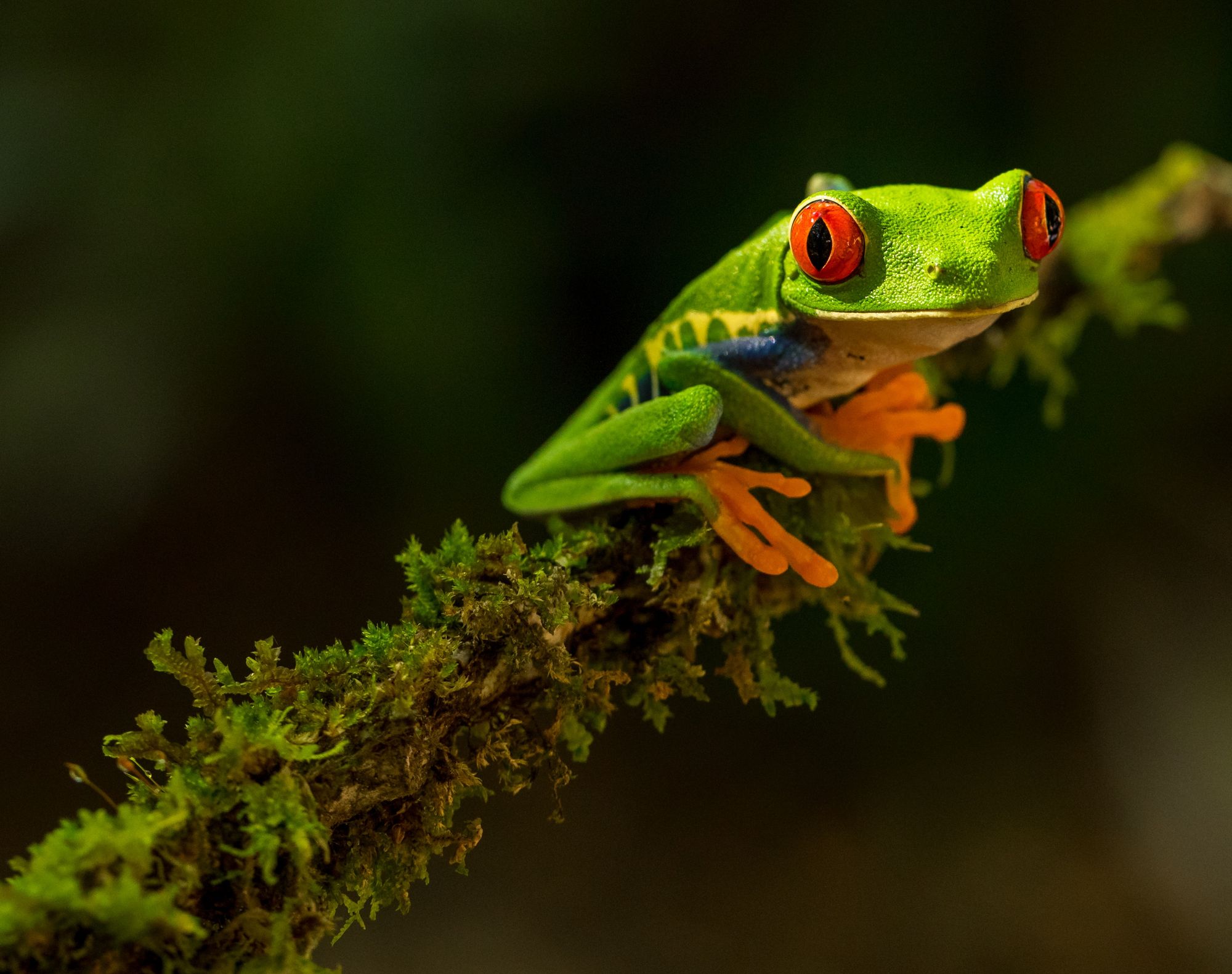 El TNFD, nuevo marco para el reporte de los riesgos en biodiversidad